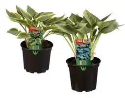 Lidl Hosta Verschiedene Blattfarben Lidl Angebot
