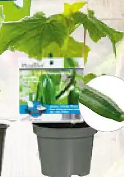 Hellweg veredeltes Vitalgemüse Angebot