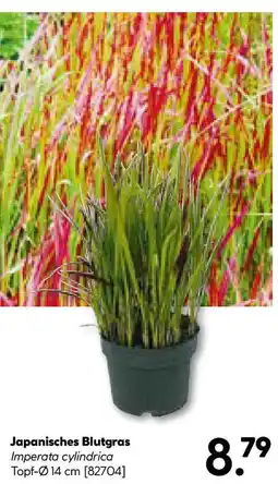 Hellweg Japanisches Blutgras Angebot
