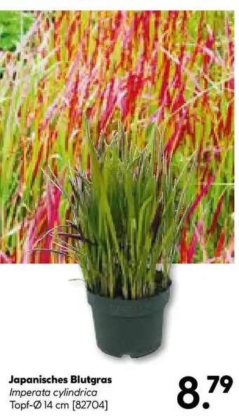 Hellweg Japanisches Blutgras Angebot