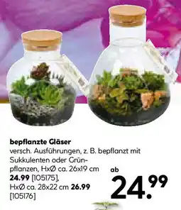Hellweg bepflanzte Gläser Angebot