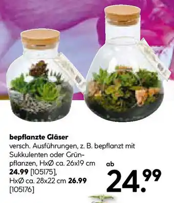 Hellweg bepflanzte Gläser Angebot