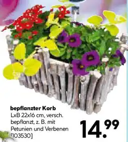 Hellweg bepflanzter Korb Angebot