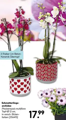Hellweg Schmetterlings- orchidee Angebot