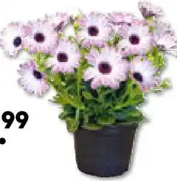Hellweg Kapkörbchen Angebot