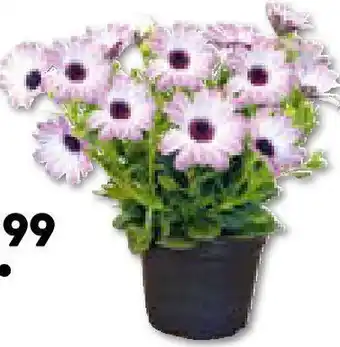 Hellweg Kapkörbchen Angebot