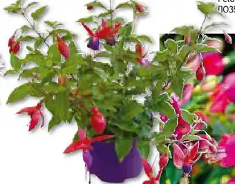 Hellweg Fuchsie Angebot