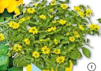 Hellweg Beet- & Balkonpflanzen Angebot