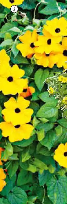 Hellweg Schwarzäugige Susanne Angebot