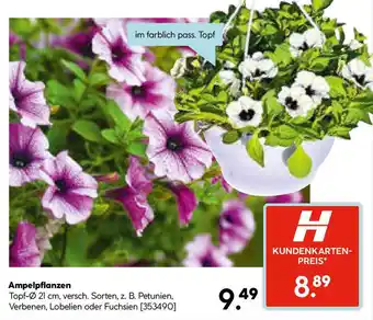 Hellweg Ampelpflanzen Angebot