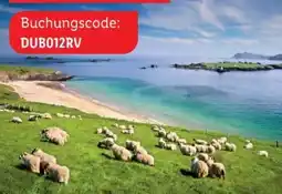 Lidl Lidl-Reisen Irland-Große Rundreise Angebot