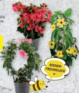 Lidl Kletterpflanzen Angebot