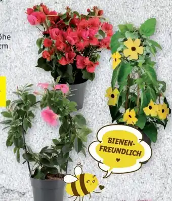 Lidl Kletterpflanzen Angebot