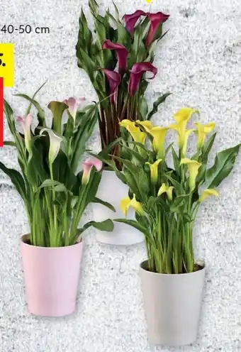 Lidl Calla in Keramiktopf Angebot