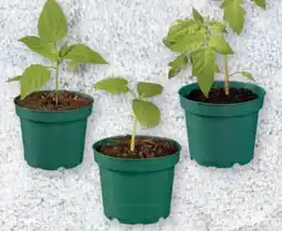 Lidl Bio-Gemüsepflanzen Angebot