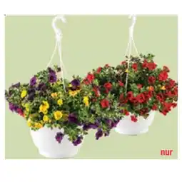 Maximarkt Blumenampel Ø 26 cm versch. Sorten Maximarkt Angebot
