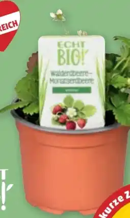 PENNY Echt Bio Erdbeerjungpflanzen Angebot