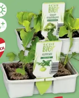 PENNY Echt Bio Salatpflanzen Angebot