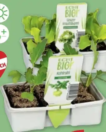 PENNY Echt Bio Salatpflanzen Angebot