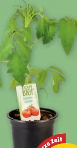 PENNY Echt Bio Gemüsejungpflanzen Angebot
