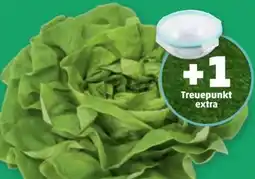 PENNY Häuptelsalat Angebot