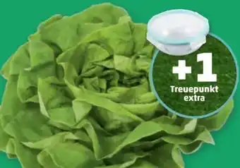PENNY Häuptelsalat Angebot