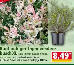 Norma Buntlaubiger Japanweiden- busch Angebot