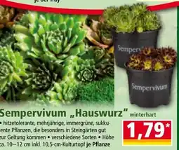 Norma Sempervivum Hauswurz Angebot