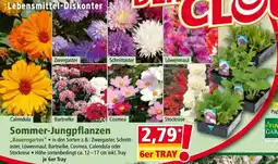 Norma Sommer-Jungpflanzen Angebot