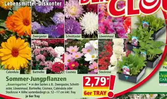 Norma Sommer-Jungpflanzen Angebot