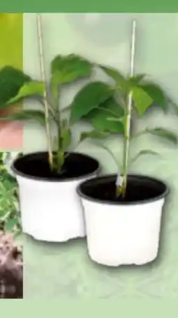 Norma Finest Garden Veredeltes Südgemüse Angebot