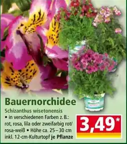 Norma Bauernorchidee Angebot