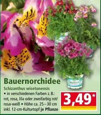 Norma Bauernorchidee Angebot