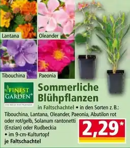 Norma Sommerliche Blühpflanzen Angebot