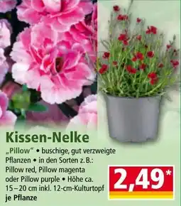 Norma Kissen-Nelke Angebot