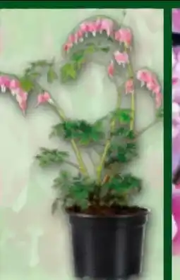 Norma Finest Garden Tränendes Herz Angebot