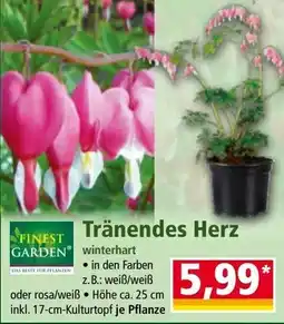 Norma Tränendes Herz Angebot