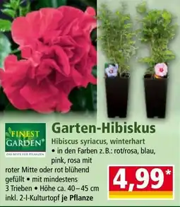 Norma Garten-Hibiskus Angebot