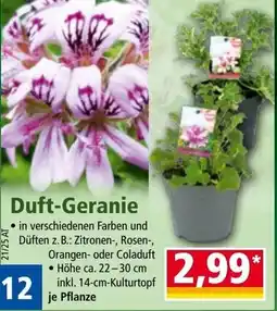 Norma Duft-Geranie Angebot