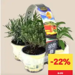 MPreis italienische Kräuter versch. Sorten MPREIS Angebot