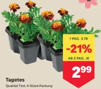 MPreis Tagetes Angebot
