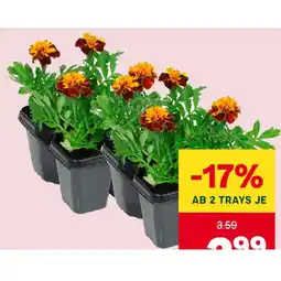 MPreis Tagetes MPREIS Angebot
