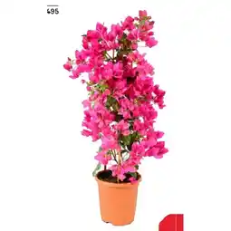 BayWa Drillingsblume 42782495 BayWa Angebot