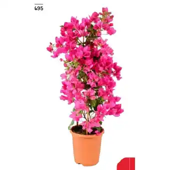 BayWa Drillingsblume 42782495 BayWa Angebot