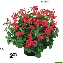 BayWa Geranien 30383080 BayWa Angebot