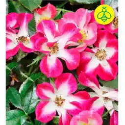 BayWa Strauchrose „Rosy Boom Colour“ 30999848 BayWa Angebot