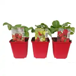 BayWa Erdbeere „Schmankerl“ verschiedene Sorten 957934 BayWa Angebot