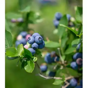 BayWa Heidelbeeren verschiedene Sorten 9265624 BayWa Angebot