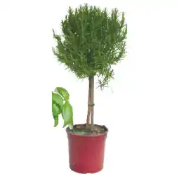 BayWa Rosmarin Hochstamm 42782495 BayWa Angebot