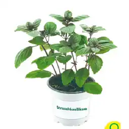 BayWa Strauchbasilikum verschiedene Sorten 924913 BayWa Angebot